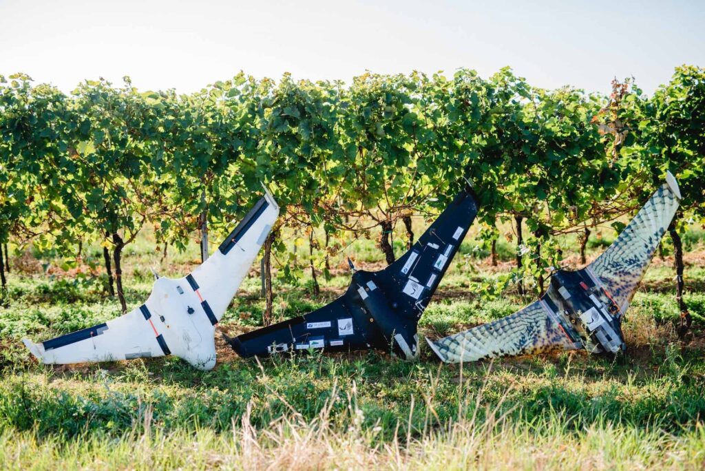 3 Winzerfalkenmodelle, Prototypen aus Styropor, Endmodell mit Soundmodul und Falkenlackierung