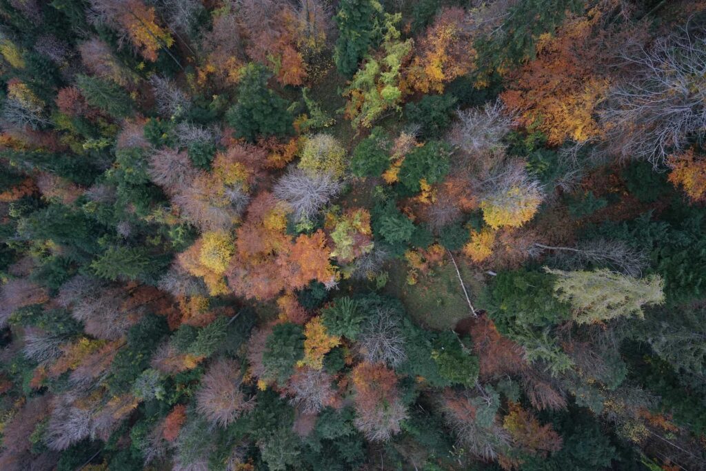 Orthofoto Waldstück mit Windbruch